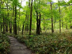 新緑の森の中に続く遊歩道は、まるで森に抱かれているような気持ちの良い道だった。
出会う人も無く、聴こえるのは鳥のさえずりだけだ。