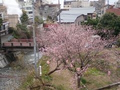 宿の方に送って頂き、再び熱川駅に
駅前を流れる川沿いに河津桜？が
綺麗に咲いていました