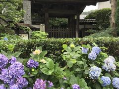 坂を上がり橋渡りすぐにある極楽寺
紫陽花が綺麗
ここ極楽寺からお次の長谷間の紫陽花がいい