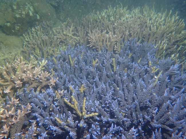 1年に1度しか見られない満月の夜 海に咲くサンゴの産卵観察にチャレンジ 名護 沖縄県 の旅行記 ブログ By Rupula11さん フォートラベル 1年に1度しか見られない満月の夜 海に咲くサンゴの産卵観察にチャレンジ 名護 沖縄県 の旅行記 ブログ By Rupula11さん フォートラベル