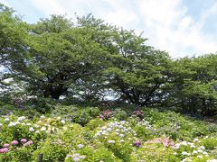この場所が春に満開の桜の枝が垂れていた土手と同じ場所とは思えないくらい、堤の雰囲気は変わります。

