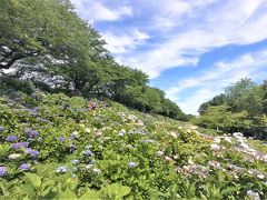 権現堂公園内の3000株のアナベルが植えられた斜面や、16000株の紫陽花のお花畑は圧巻！