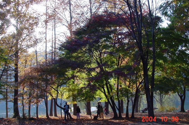 冬のソナタが好きな友人の企画で<br />韓国へ　行きました<br />ソウルから日帰りで訪問<br />メコセイヤの並木