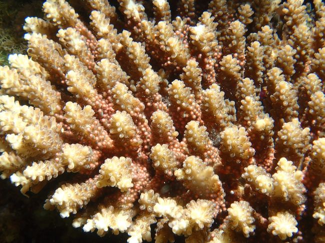 1年に1度しか見られない満月の夜 海に咲くサンゴの産卵観察にチャレンジ 名護 沖縄県 の旅行記 ブログ By Rupula11さん フォートラベル 1年に1度しか見られない満月の夜 海に咲くサンゴの産卵観察にチャレンジ 名護 沖縄県 の旅行記 ブログ By Rupula11さん フォートラベル