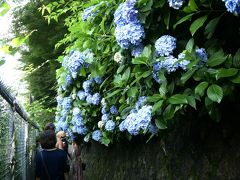 線路沿いに見事咲く