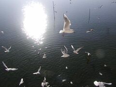 大磯・虎の大雨　から一転　翌日は快晴
浜名湖の鴎は朝日をうけて舞っていました
今日は弁天島駅から磐田まで鉄路で
　 磐田(見附)から浜松へと歩もう