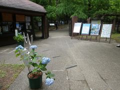 鉢植えアジサイが飾られた入口でチケットを買って園内へ。
並ぶ列の所にテープが貼ってあり、最近どこでもお馴染みのソーシャルディスタンスでござる。