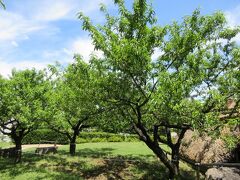 森将軍塚古墳からの帰り道は、坂道を歩いて古墳館近くにある科野のムラに向かいました。
ムラの中には、何本ものあんずの木が植えられ実もつけていました。
