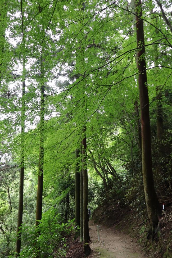 新緑が鮮やかで気持ちいい！