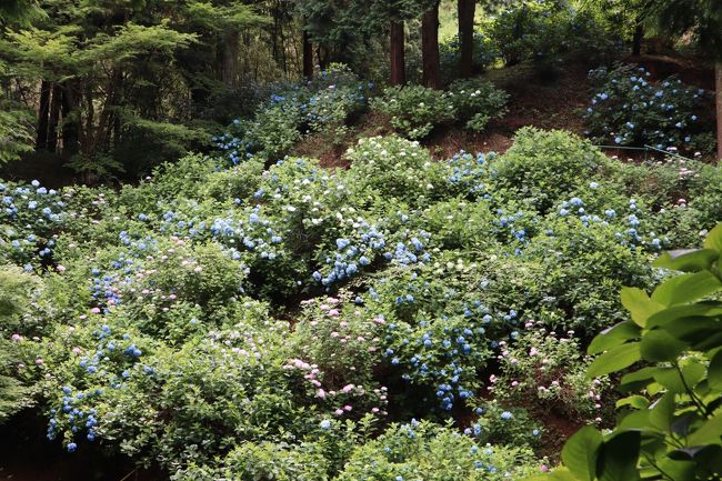 少し登って、左側に大きく開けた山肌に青色のアジサイが一面に咲いていました。<br />
