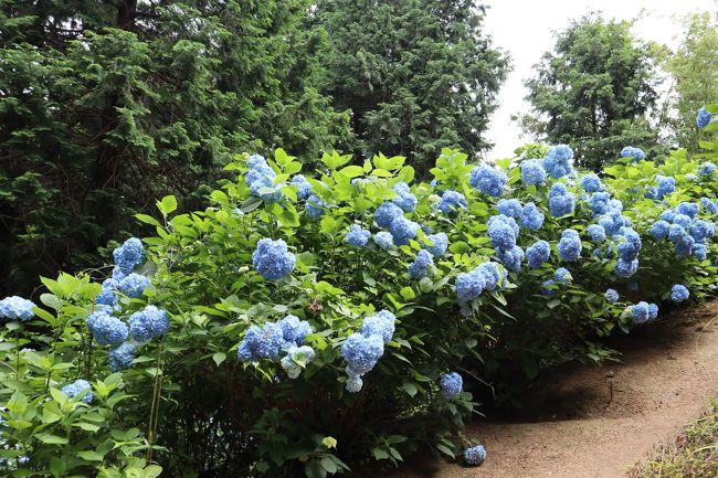 アジサイの群れが見えて来ました。