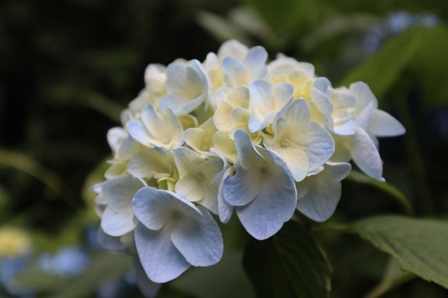こんな柔らかい色合いのアジサイも可愛い。