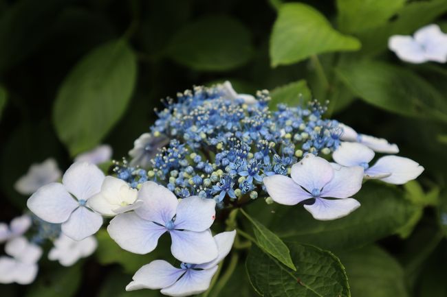 前日までの雨のおかげで一つ一つの花びらもシャッキッとしてる。<br />アジサイは晴れた日よりも、少し小雨が降る日の方が美しく映える。