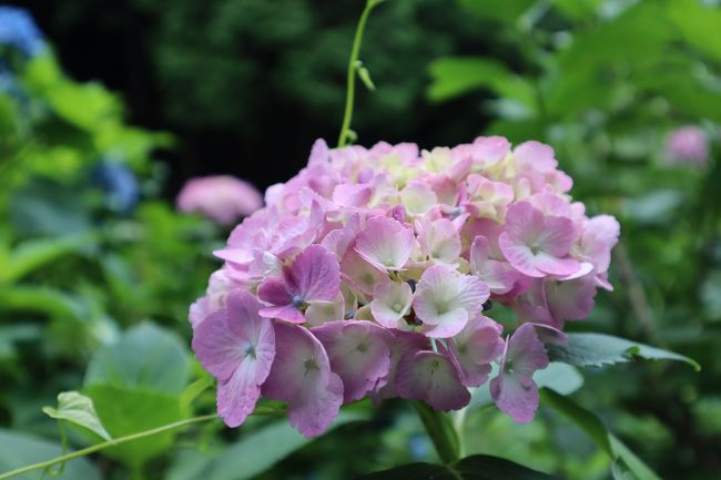 もともと山に自生していたものに加え、毎年少しずつ数を増やしてきて、現在１５００株のアジサイが植わっているそう。<br />