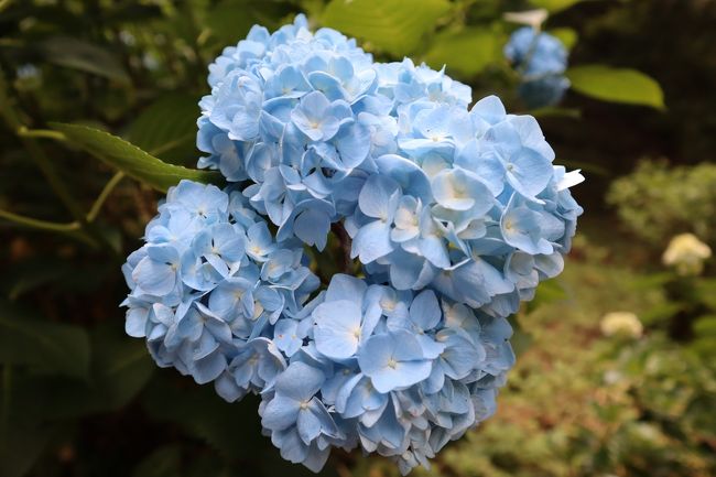 こちらは珍しい四つ子ちゃんかな？