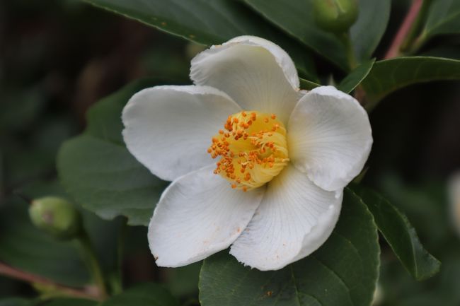 清楚で可憐。<br />気持ちが和む瞬間。