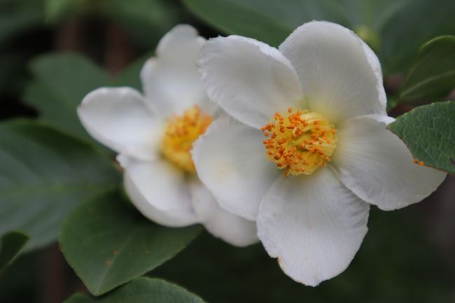 朝に直径５㎝程の花が咲き、その日の夕方には落ちる「一日花」<br />美しいものはどれも儚い。