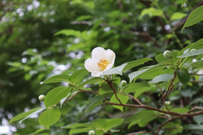 夏に咲く白いツバキ「ナツツバキ」<br />敷地内のいろいろな場所に、約40本程のナツツバキが植えられています。