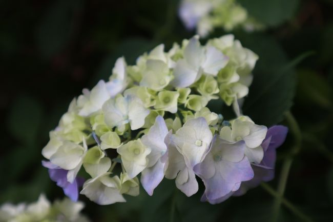 気持ちを込めて、丁寧に手入れされているのがよく分かる花々たち。