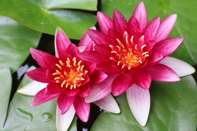 思わず目を奪われた、水鉢の中に咲いていた赤い睡蓮。