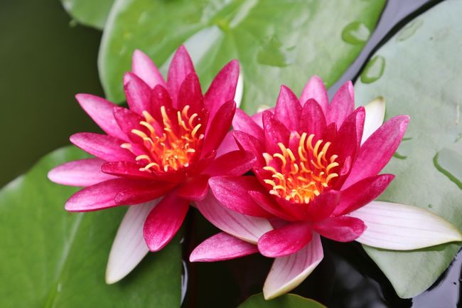 まるで絵に描いたような美しさ。<br />造花じゃないよね？とじっくり見てしまう。