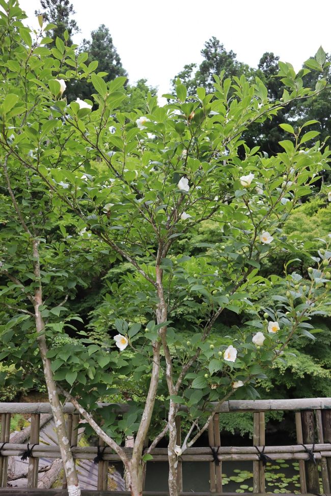 この旅館の敷地の中に、ひっそりと咲いていました。