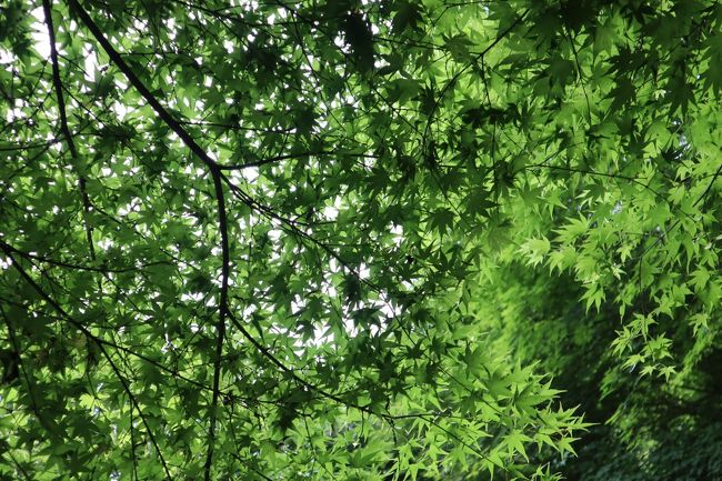 新緑が美しい。