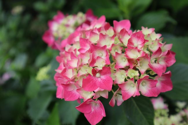 最後に立ち寄ったのは、帰る道筋に案内板があった「細川家住宅」