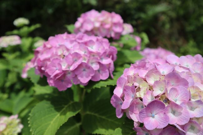 近くの公民館の空き地に車を停めて、少し歩きます。