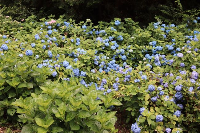住宅の奥を進んでいくと、ここにも一面に青い紫陽花が咲いていました。