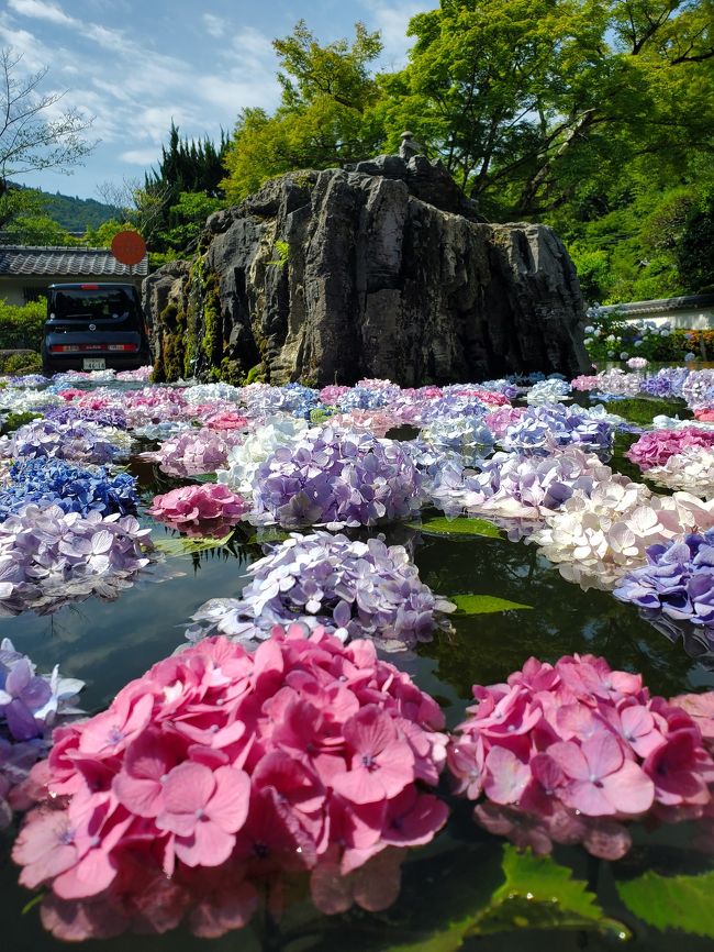 紫陽花が浮かぶ池 久安寺 ちょこっと 池田城跡公園 池田 大阪 の旅行記 ブログ By Yokoさん フォートラベル