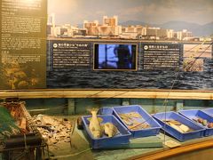 大阪市立自然史博物館
大阪の河川で獲れた魚などが、展示されていました。