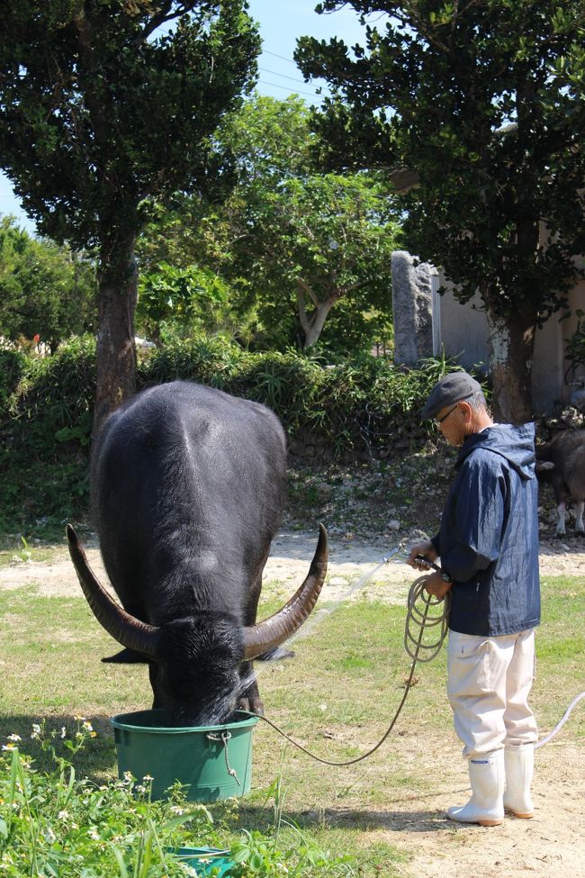 暑いので退散中に出くわしました<br /><br />牛さんも休憩です