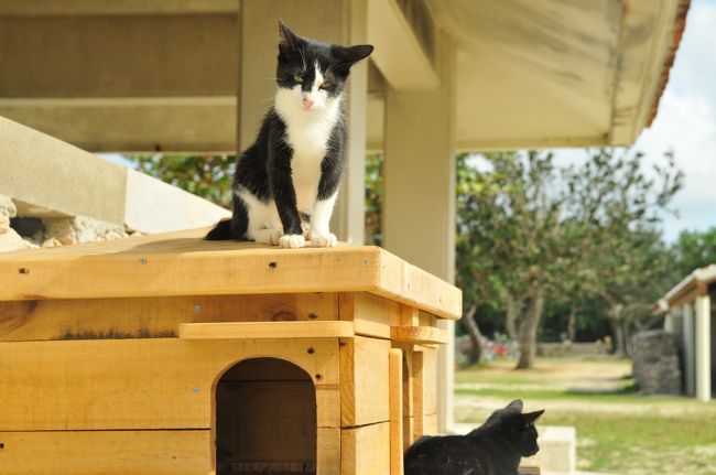 猫になりたい....