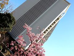 結局、今年は通勤途中の近所の桜以外で、桜の花を見たのはこの時だけかしら。
いや、桜だけじゃなく、春のお花は何も楽しめなかったなぁ。