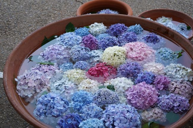 0623 2 大阪 長居植物園の紫陽花を観て 自然史博物館で骨を観て 住吉 平野 大阪 の旅行記 ブログ By Hhbさん フォートラベル