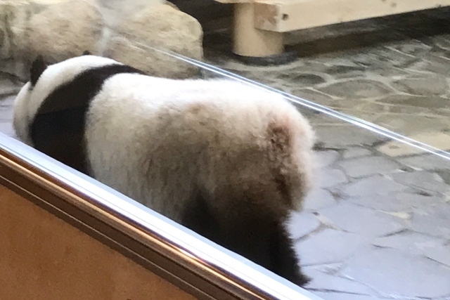 久しぶりの定点観測 王子動物園 純喫茶編 御影 灘 兵庫県 の旅行記 ブログ By まいまいさん フォートラベル