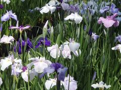 小田原城の花菖蒲