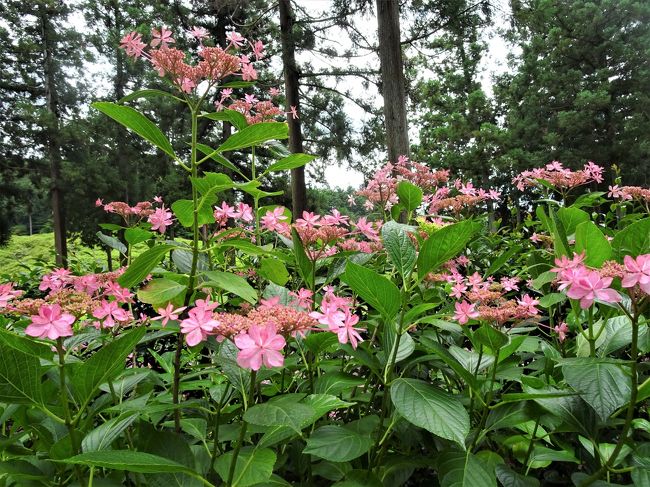 梅雨の晴れ間に 花の寺 三室戸寺 と 伏見稲荷大社 京都の旅行記 ブログ By Yokoさん フォートラベル 梅雨の晴れ間に 花の寺 三室戸寺 と 伏見稲荷大社 京都の旅行記 ブログ By Yokoさん フォートラベル