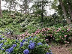 小田原城の紫陽花