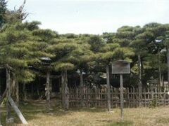 永安寺、まさに雲竜にふさわしい
こんな松うまれてこのかた見たことはありません