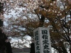 阿野一里塚の桜は散りかけています。