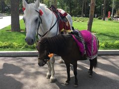 公園内を散策します。お馬さんかわいい。