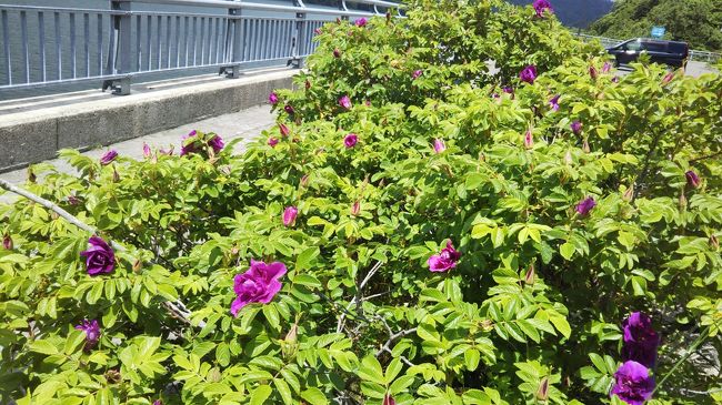 ハマナスが咲いています