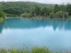 本日のメイン。天気は雨だけど気分は晴れ。
キレイ、美しい、感動。