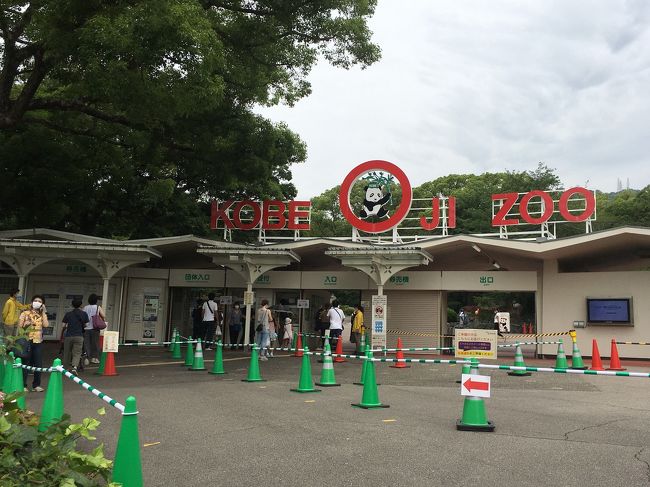 2020パンダ鑑賞記録 再見 タンタンちゃん 王子動物園 御影 灘 兵庫県 の旅行記 ブログ By Yayoさん フォートラベル