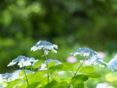 毎年行っている多摩川台公園の紫陽花
