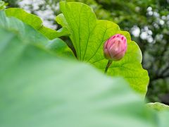 成就院の有名スポット　由比ガ浜が見える紫陽花の坂道に紫陽花はありません
境内のハスの花　頭が重たい