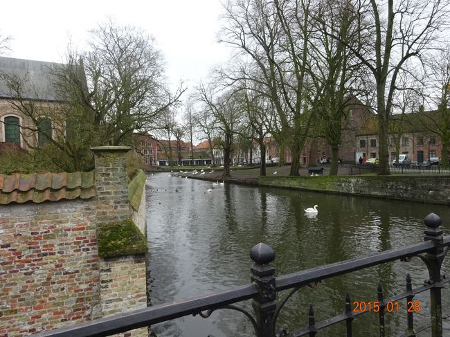 白鳥が優雅に泳いでいます