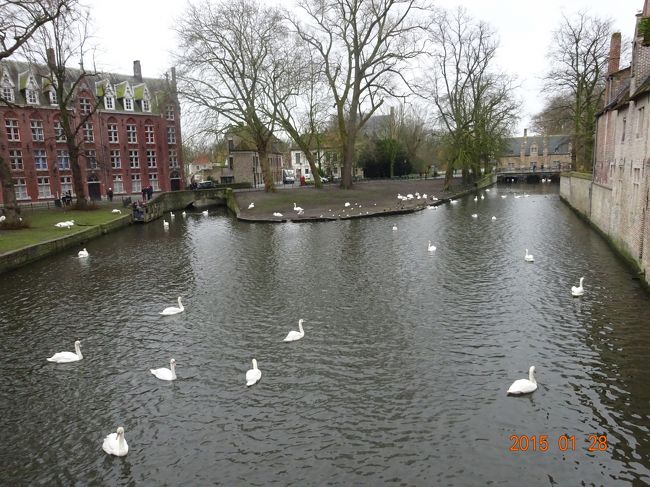 川面には多くの白鳥が羽を休めています